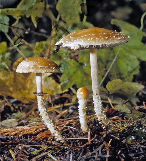 Leratiomyces squamosus var squamosus